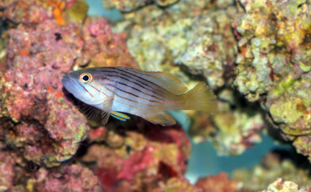 istock Golden blotch grouper fish - Epinephelus costae 1739178911