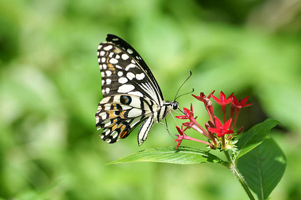 istock Beauty butterfly flying 173918479