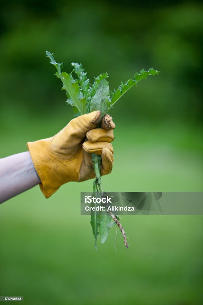 Chardon dans gloved hand moyenne - Photo de Chardon libre de droits