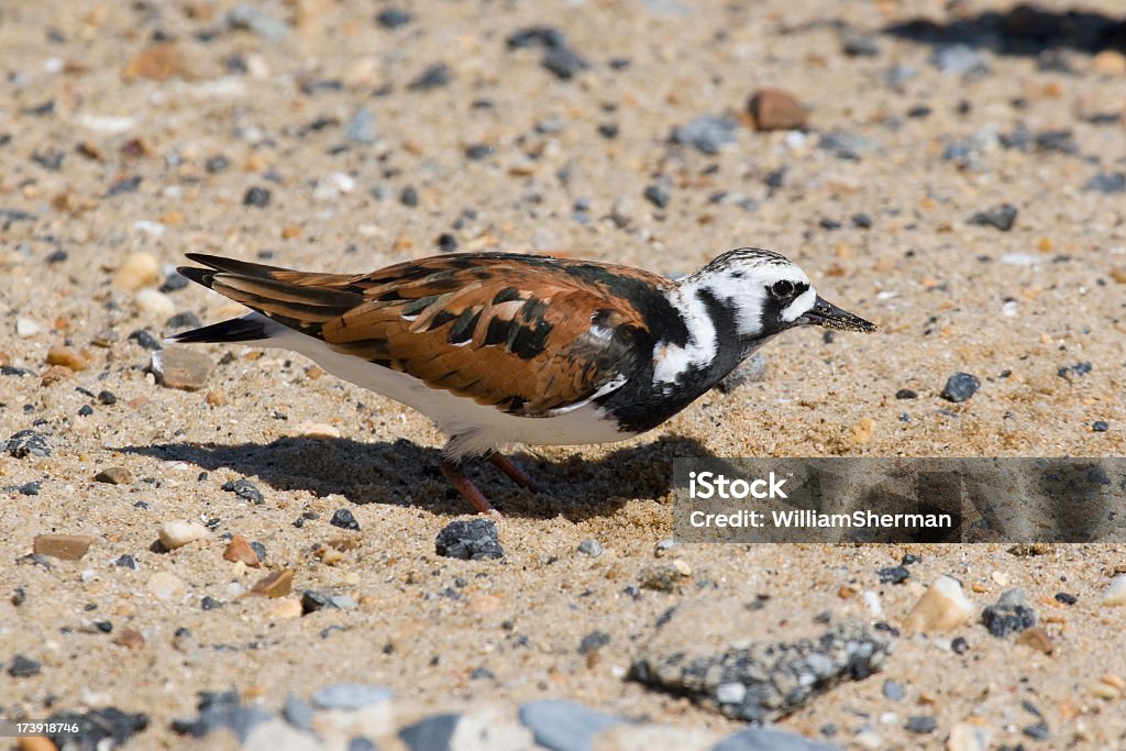 キョウジョシギ（Arenaria interpres ) - キョウジョシギのロイヤリティフリーストックフォト