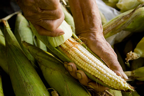 Farmer handling a Corn Crop Farmer is husking a corn on the cob from the Crop,Biodiesel, Ethanol Fuel, Ethanol, Biomass, Alternative Energy, Fossil Fuel, Corn Ethanol,  corn biodiesel crop corn crop stock pictures, royalty-free photos & images