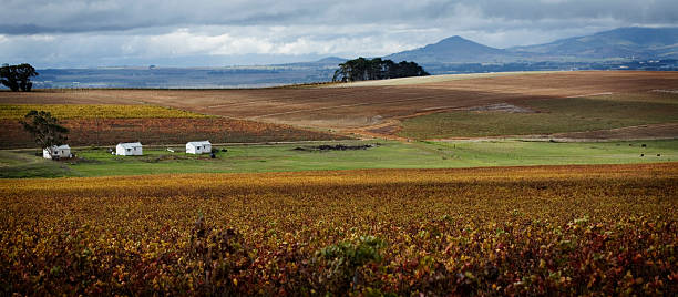 виноградник - south africa cape town panoramic the garden route стоковые фото и изображения