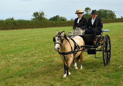 Great Gransden, Cambridgeshire, England - September 30, 2023: Carriage driving Gig with single horse and driver and passenger in field.
