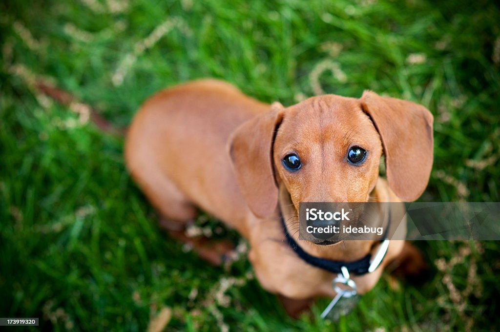 Miniature Dachshund Color photo of a Miniature Dachshund in the grass. Dog Stock Photo