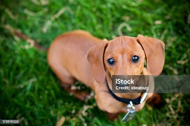 Miniature Dachshund Stock Photo - Download Image Now - Dog, Animal, Color Image