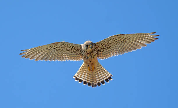istock Close up of Kestrel in flight hovering 1739195438