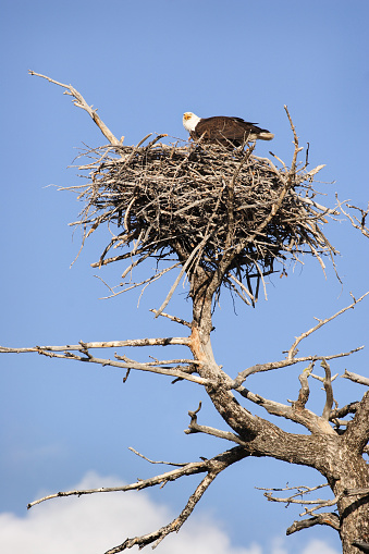 American Bald Eagle Haliaeetus leucocephalus standing over eggs in nest in dead tree top.