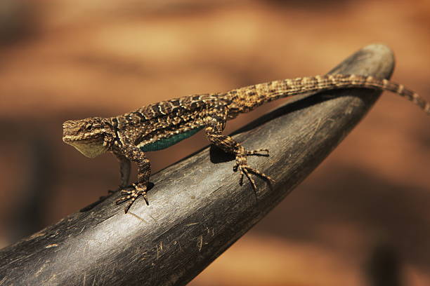 Arizona Whiptail lizard - also called a Racerunner - an intently alert reptile standing on a steer horn defending its position while looking for prey.  These lizards occupy low desert scrub through grasslands, woodlands, pine forests and all throughout the Sonoran Desert.  They are often found under rocks or nosing around leaf litter.  Whiptails feed on a variety of terrestrial invertebrates and occasionally on smaller lizards.  In Arizona approximately 60 percent of whiptail species are parthenogenetic, meaning that they reproduce asexually.  The species consist entirely of genetically identical females that lay unfertilized eggs, creating a population of clones. Most Sonoran Desert lizards use a variety of behaviors in a purely social context - head bobs, push-ups, open-mouthed gaping, lunging and body shudders.  Truly a strange bunch.  Yavapai County, Arizona, 2009.