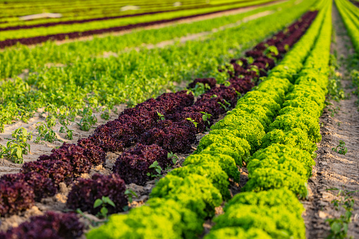 Many heads of green lollo bionda and red lollo rosso pick lettuce on a field to the horizon