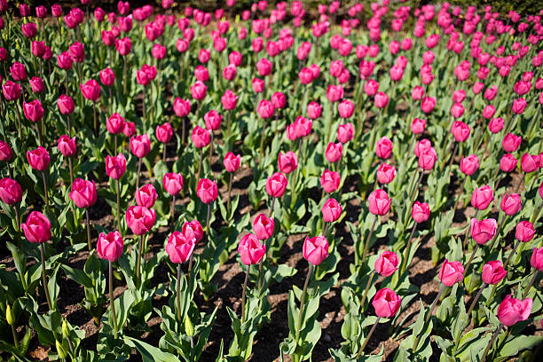 Tulipa rosa 03 - foto de acervo