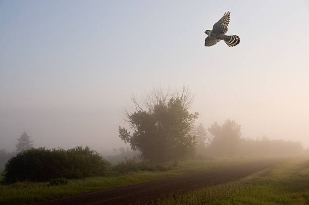Merlin in the Mist A female falcon, a Merlin, on a misty summer morning over a gravel country road. falco columbarius stock pictures, royalty-free photos & images