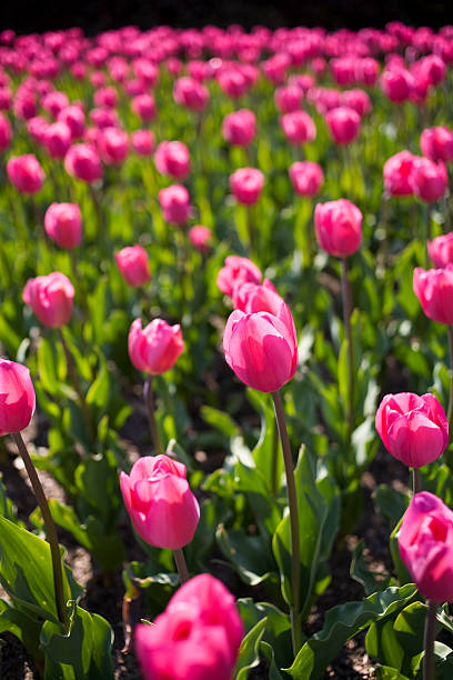 Tulipa rosa 04 - foto de acervo