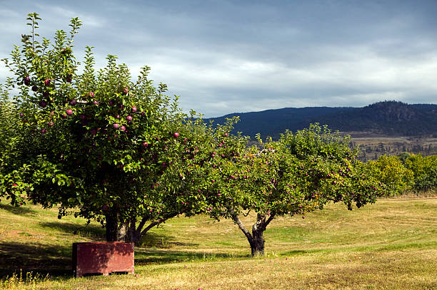 organici rosso mela spartan contenitore barre harvest - spartan apple foto e immagini stock