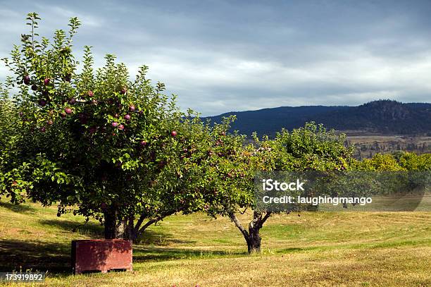Red Organic Spartan Apple Container Bins Harvest Stock Photo - Download Image Now - Orchard, British Columbia, Okanagan Valley - British Columbia