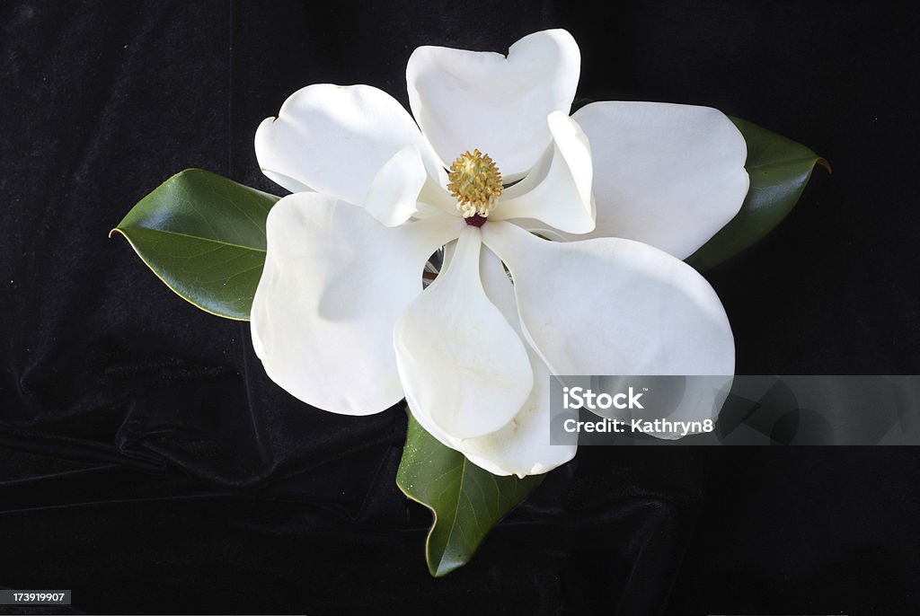 Flores brancas de Magnolia - Foto de stock de Branco royalty-free