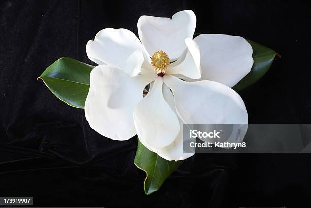 Foto de Flores Brancas De Magnolia e mais fotos de stock de Branco - Branco, Cor Preta, Figura para recortar