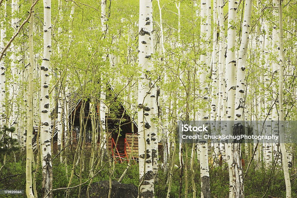 Floresta de Aspen Árvore Hidden Cabana - Royalty-free Ambiente vegetal Foto de stock