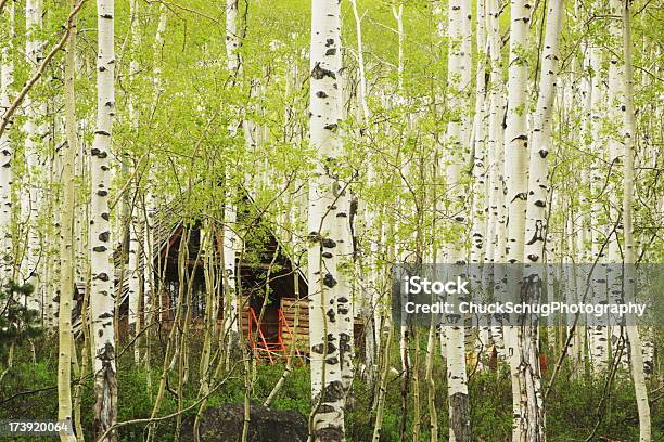 Floresta De Aspen Árvore Hidden Cabana - Fotografias de stock e mais imagens de Ambiente vegetal - Ambiente vegetal, Arvoredo, Beleza natural