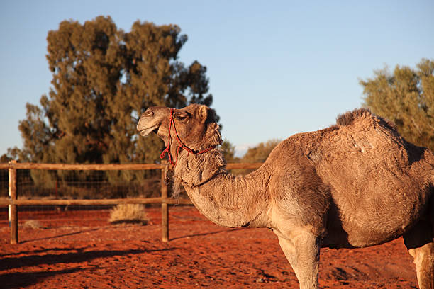 istock Camel in the Northern Territory 173920096