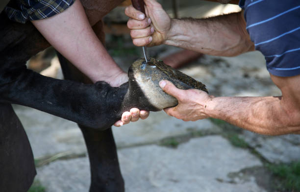 istock Shoeing a horse 173920339