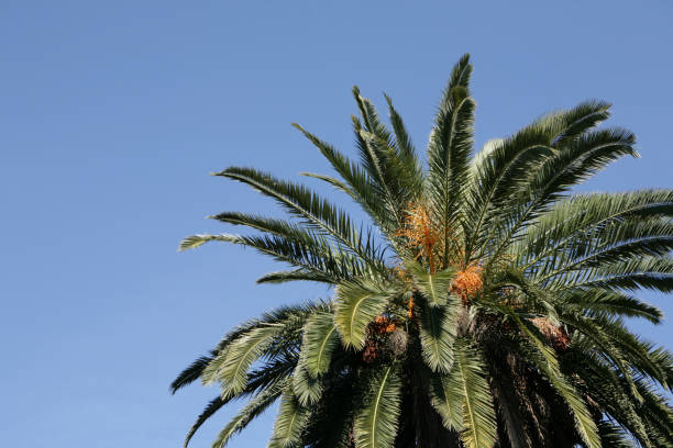 istock top of palm tree on sky background 173920469