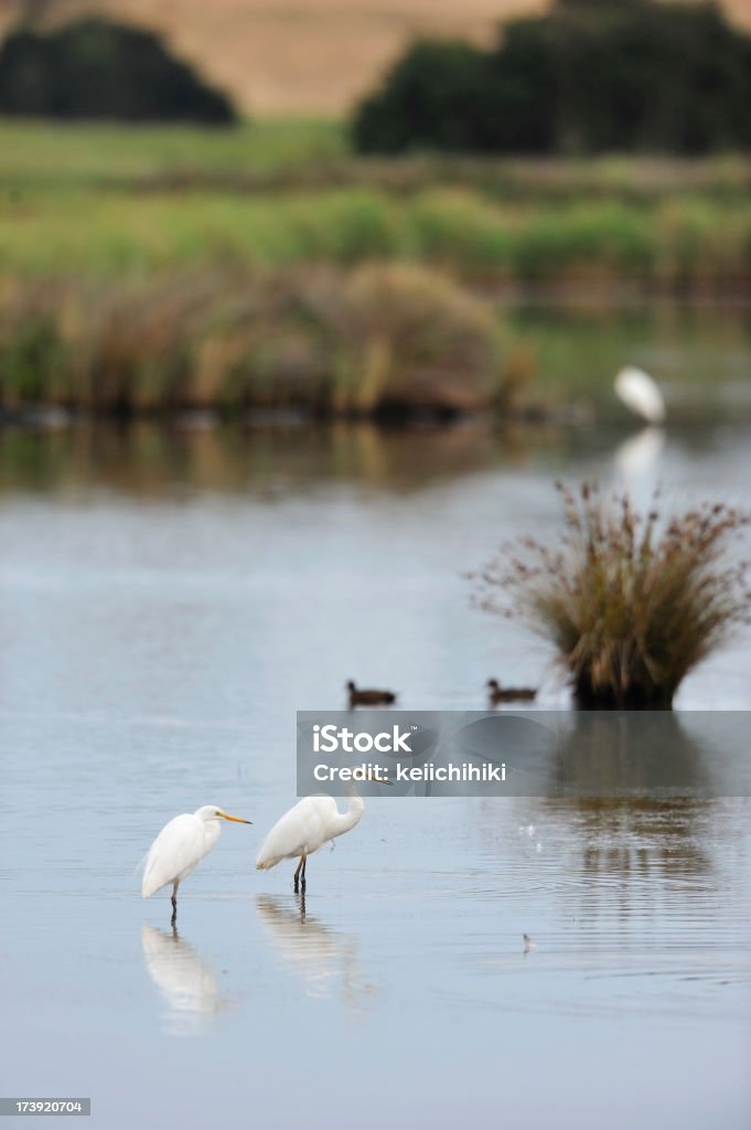 Herons de manhã - Royalty-free Alimentar Foto de stock