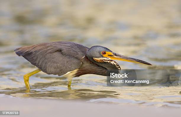 Foto de Garçatricolor Bird e mais fotos de stock de Animal - Animal, Animal selvagem, Ave Aquática