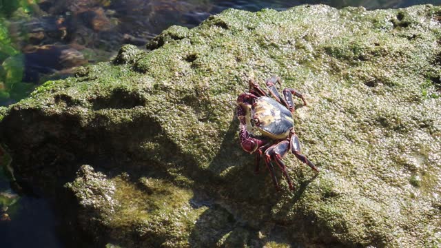 Nature in motion as Rock Crab makes it way across a boulder searching for food