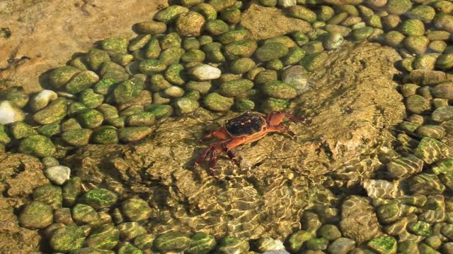 Australian Sea life. The Shore crab (Carcinus maenas) in shallow rock pool