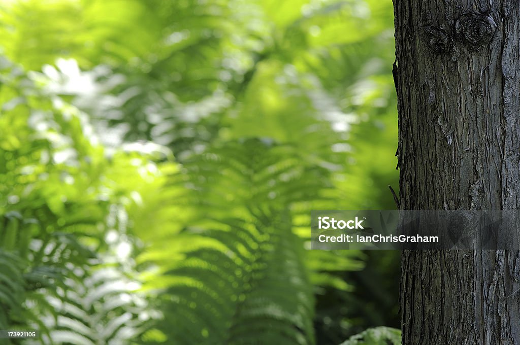 Cedro y Ferns - Foto de stock de Arbusto libre de derechos