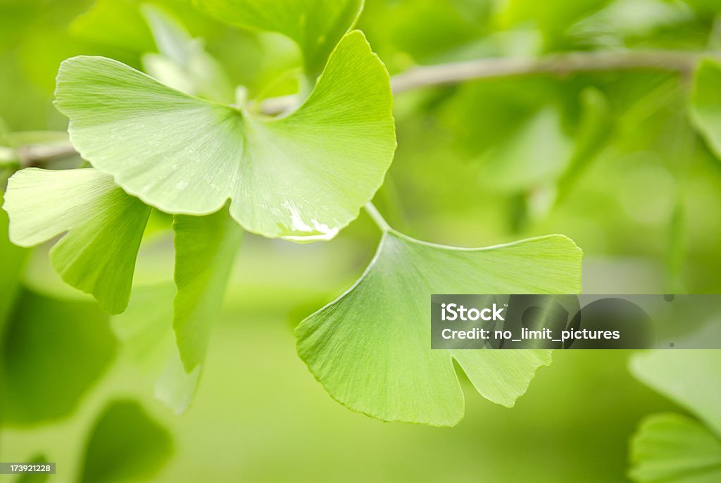 Ginko Blätter - Lizenzfrei Alternative Medizin Stock-Foto