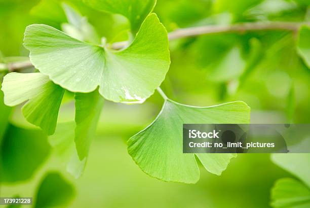 Ginko Blätter Stockfoto und mehr Bilder von Alternative Medizin - Alternative Medizin, Ayurveda, Bildhintergrund