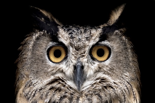 Owl watching in camera. Isolated on Black.See more images like this in: