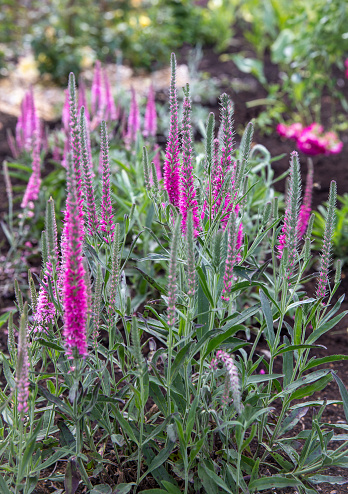 Veronica spicata Anniversary New Rose, bright pink flowers and ash green leaves of Veronica spicata, blooming in the garden. Soft selective focus.