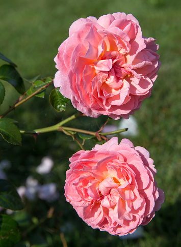 Pink roses in a garden.