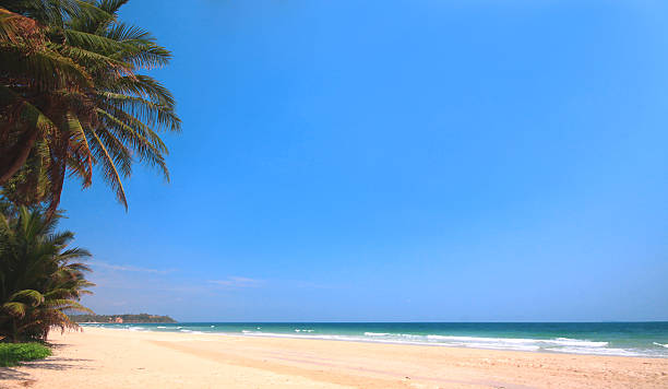 istock paradise beach on summer with clear sky and palm tree 173921584
