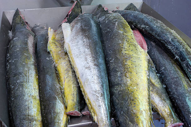 istock Fresh Fish Boxed and Ready for Market 173921651