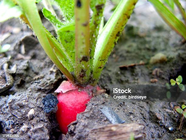 Rabanete No Jardim Pronto Para Ser Recolhidos - Fotografias de stock e mais imagens de Ao Ar Livre - Ao Ar Livre, Comida, Comida e Bebida