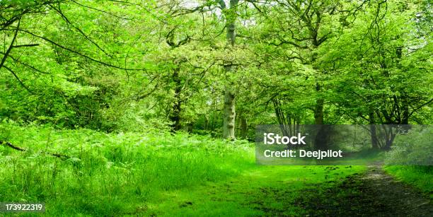 Uma Vista De Paisagem De Uma Floresta Com Cheio De Relva - Fotografias de stock e mais imagens de Antigo