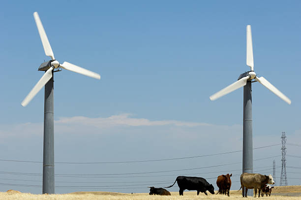 istock Wind Turbines, Cows and Electrical Pylons 173922413