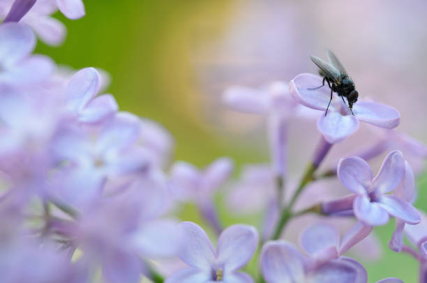 istock Lilac flowers and fly 173922427