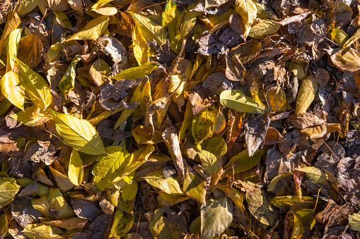 Bright colorful autumn leaves on the ground. Autumn background of dry leaves. Dry yellow fallen leaves lie on green saturated grass close-up.
