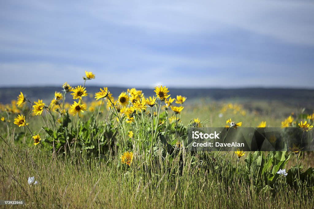 Balsam Root Balsam Root flowers in the Columbia River Gorge, Oregon. Flower Stock Photo