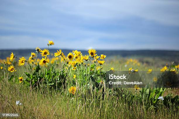 Balsam Root Stock Photo - Download Image Now - Flower, Balsam Root, Blue