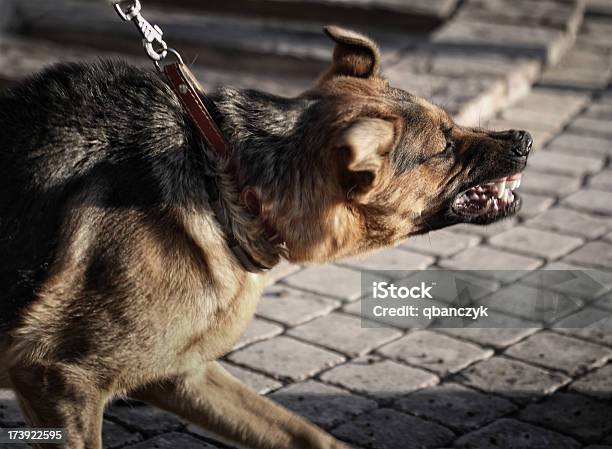 Furioso Pastor Alemán Foto de stock y más banco de imágenes de Perro - Perro, Morder, Agresión