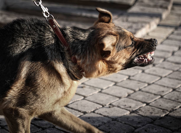 Furious German Shepherd. "Furious dog shows teeth, looks like spooky gargoyle." biting stock pictures, royalty-free photos & images