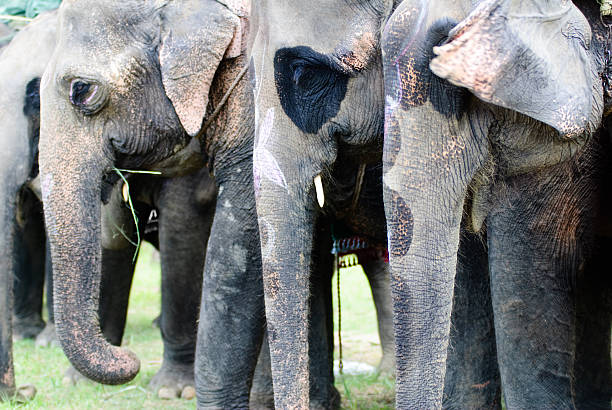 Asiatic Elephants stock photo
