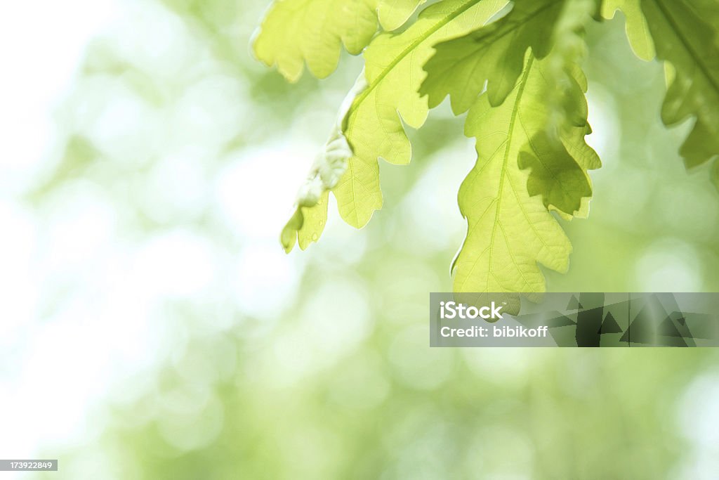 spring leaves Green Color Stock Photo