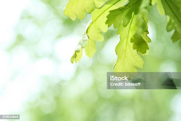 Spring Leaves Stock Photo - Download Image Now - Green Color, Horizontal, Leaf