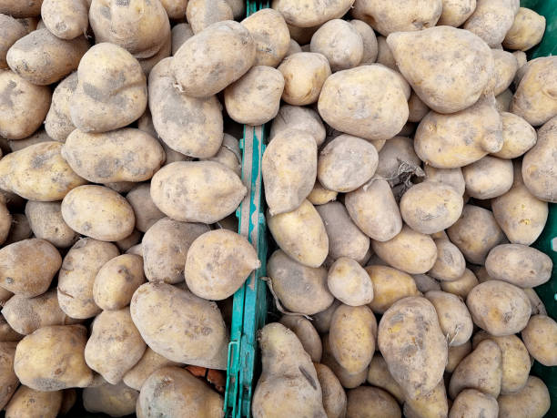 istock Organic Food Potato 1739230042